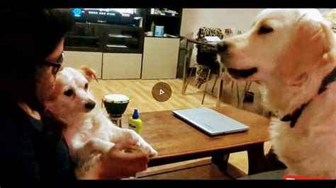 jealous dog watches owner pet fake dog|dogs who are jealous.